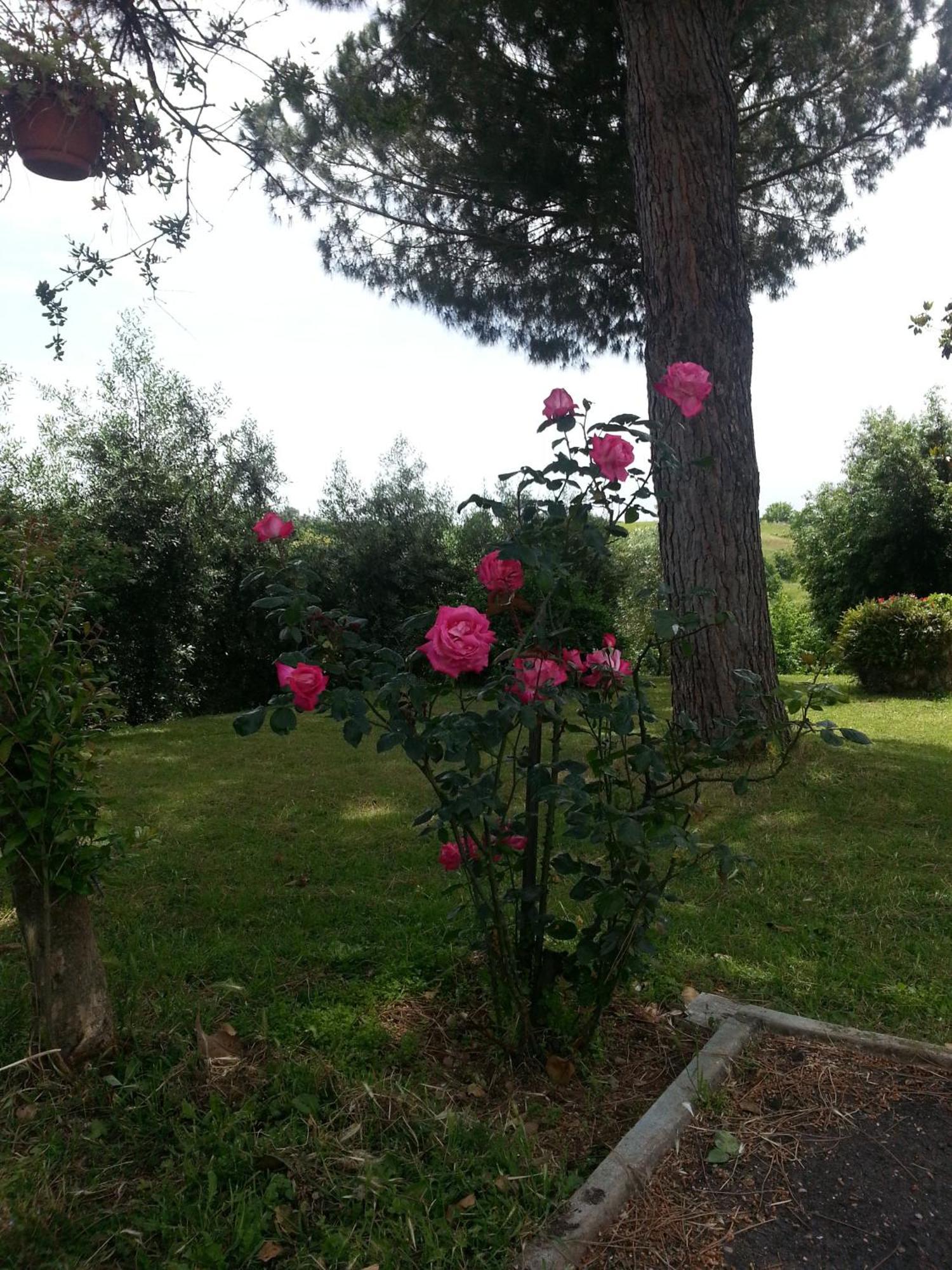 La Finestra Sul Cortile Bed & Breakfast Pomezia Bagian luar foto