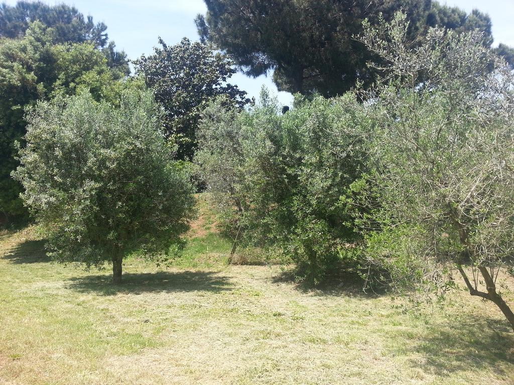 La Finestra Sul Cortile Bed & Breakfast Pomezia Bagian luar foto
